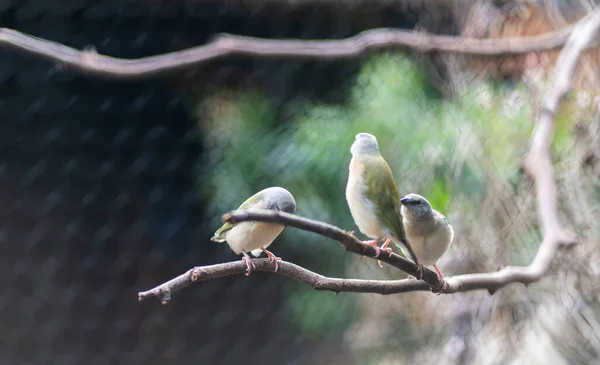 Oiseaux Indigènes Australiens Photo Haute Qualité — Photo