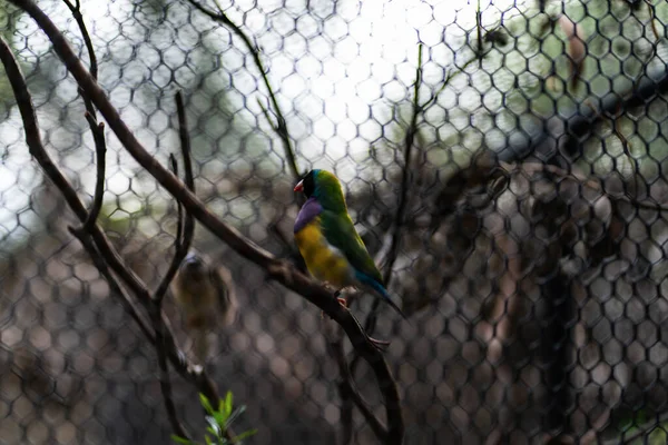 Австралійські Рідні Птахи Високоякісна Фотографія — стокове фото