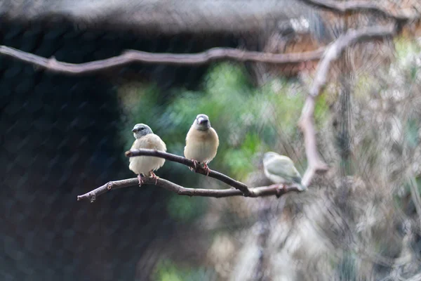 Oiseaux Indigènes Australiens Photo Haute Qualité — Photo