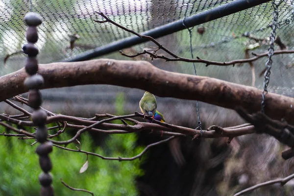 Australijskie Rodzime Ptaki Wysokiej Jakości Zdjęcie — Zdjęcie stockowe