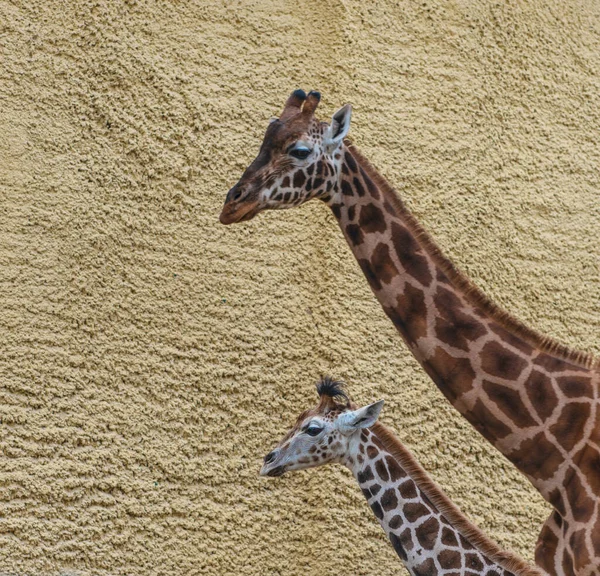Молодой Жираф Сафари Парке Высокое Качество Фото — стоковое фото