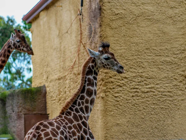 Молодой Жираф Сафари Парке Высокое Качество Фото — стоковое фото