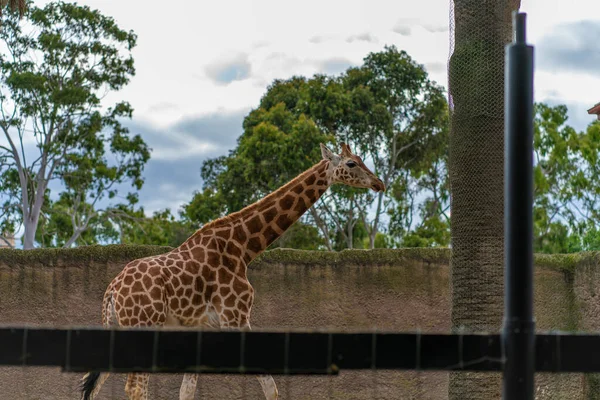 Young Giraffe Safari Park High Quality Photo — Stock Photo, Image