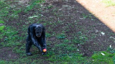 Ağaç dalında dinlenen genç bir şempanzenin ön portresi. Yüksek kalite fotoğraf