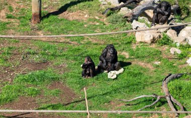 Ağaç dalında dinlenen genç bir şempanzenin ön portresi. Yüksek kalite fotoğraf