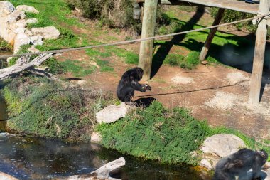 Ağaç dalında dinlenen genç bir şempanzenin ön portresi. Yüksek kalite fotoğraf