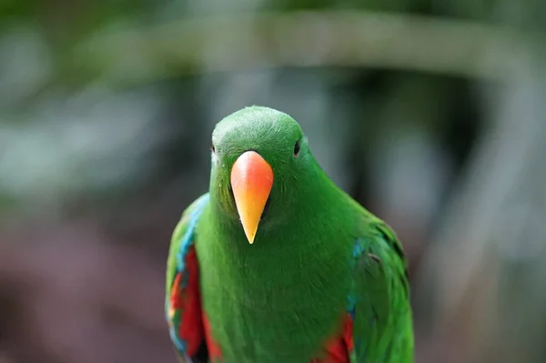 飞金刚鹦鹉 美丽的小鸟 高质量的照片 — 图库照片