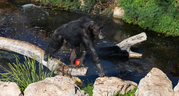 stock image Frontal Portrait of a Young Chimpanzee Relaxing on a Tree Branch. High quality photo