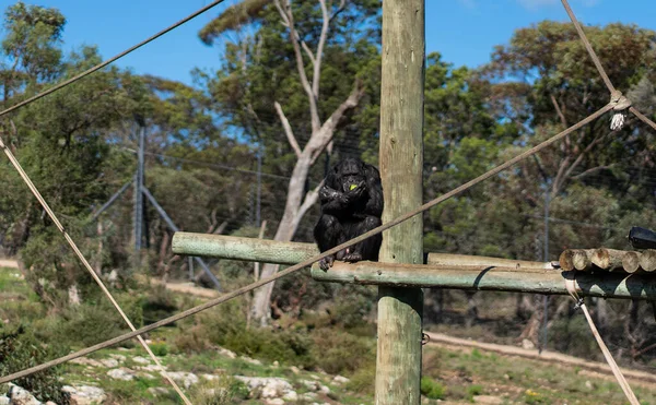 Čelní Portrét Mladého Šimpanze Odpočívajícího Větvi Stromu Kvalitní Fotografie — Stock fotografie