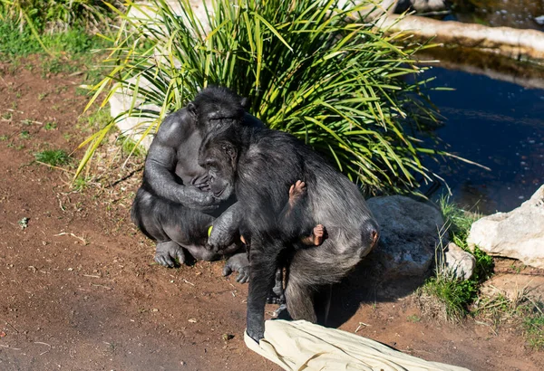 Stock image Frontal Portrait of a Young Chimpanzee Relaxing on a Tree Branch. High quality photo