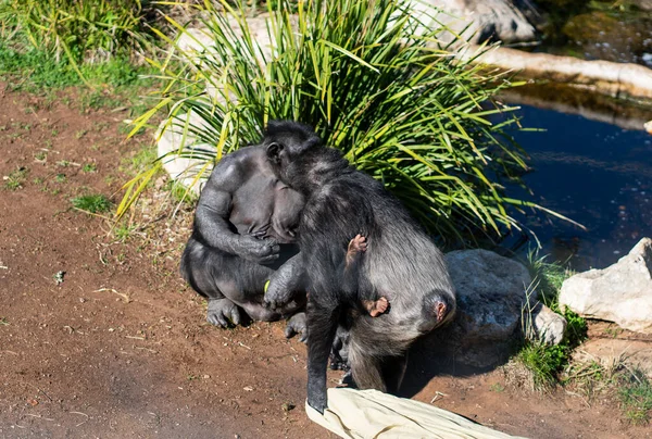 침팬지 위에서 균형을 초상화 고품질 — 스톡 사진