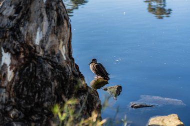 Avustralya ahşap ördeği ya da yaban ördeği. Yüksek kalite fotoğraf