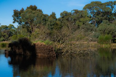 Carrick Hill Malikanesi, Adelaide. Yüksek kalite fotoğraf