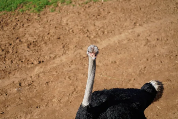 Afrikaanse Struisvogel Safari Dierentuin Hoge Kwaliteit Foto — Stockfoto