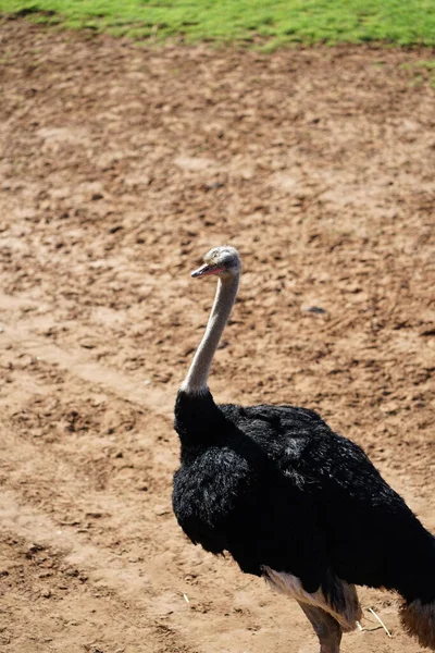 非洲鸵鸟在狩猎动物园 高质量的照片 — 图库照片