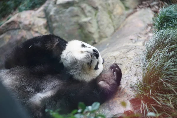 Portrait Panda Assis Dans Terrain Jeu Photo Haute Qualité — Photo