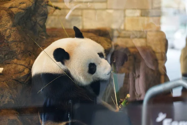 Portrait Panda Assis Dans Terrain Jeu Photo Haute Qualité — Photo