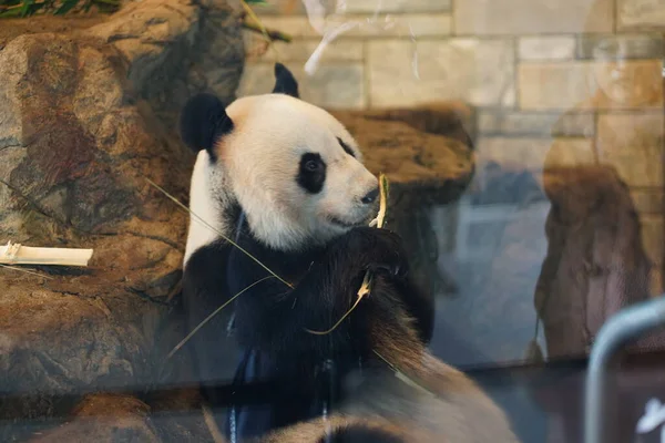 Retrato Panda Sentado Patio Foto Alta Calidad — Foto de Stock