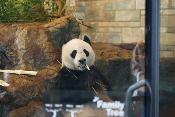 遊び場に座っているパンダの肖像画 高品質の写真 — ストック写真