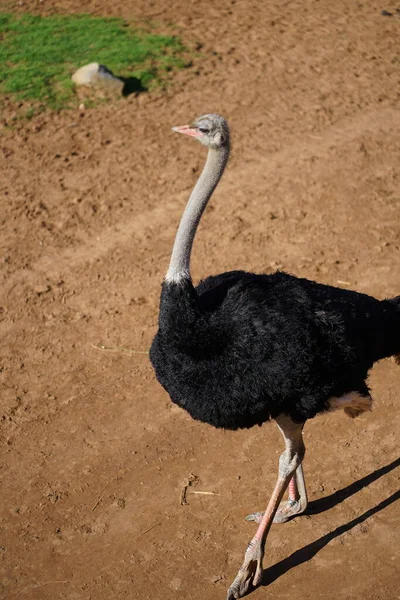 stock image African ostrich in the safari zoo. High quality photo