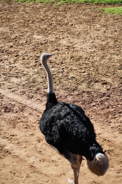 サファリ動物園のアフリカのダチョウ 高品質の写真 — ストック写真