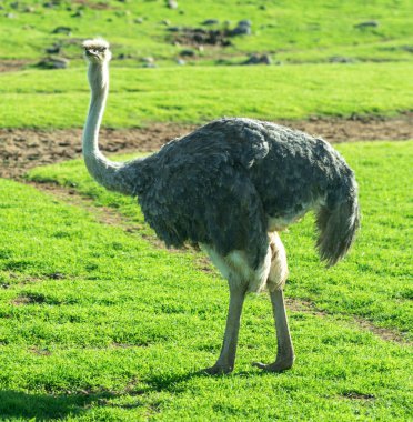 Safari hayvanat bahçesindeki Afrika devekuşu. Yüksek kalite fotoğraf