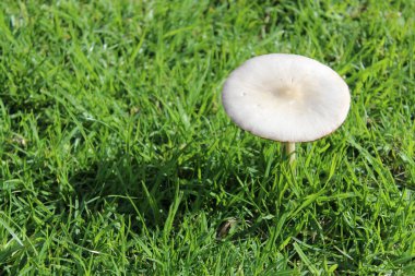 Otların arasında tek beyaz mantar. Yüksek kalite fotoğraf