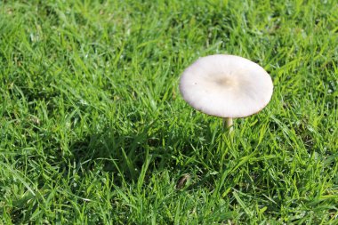 Otların arasında tek beyaz mantar. Yüksek kalite fotoğraf