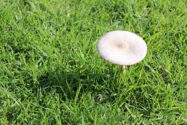 Otların arasında tek beyaz mantar. Yüksek kalite fotoğraf