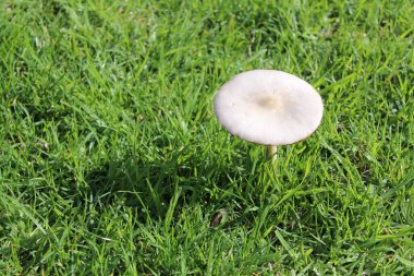 Otların arasında tek beyaz mantar. Yüksek kalite fotoğraf