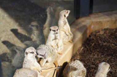 Avustralya Adelaide 'deki hayvanat bahçesinde mirketler. Yüksek kalite fotoğraf