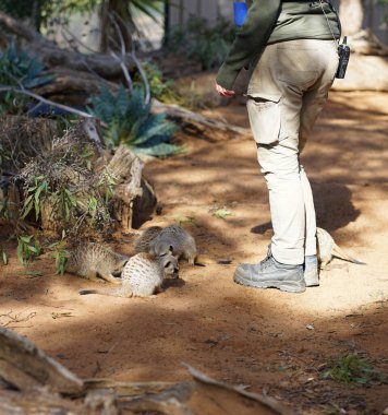 Avustralya Adelaide 'deki hayvanat bahçesinde mirketler. Yüksek kalite fotoğraf