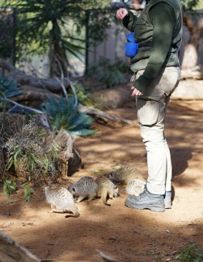 Avustralya Adelaide 'deki hayvanat bahçesinde mirketler. Yüksek kalite fotoğraf