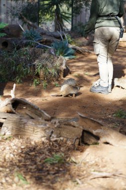 Avustralya Adelaide 'deki hayvanat bahçesinde mirketler. Yüksek kalite fotoğraf