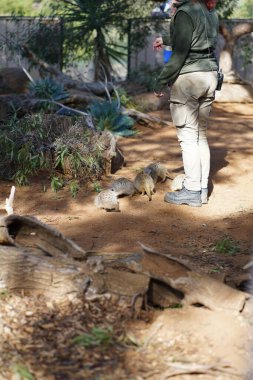 Avustralya Adelaide 'deki hayvanat bahçesinde mirketler. Yüksek kalite fotoğraf