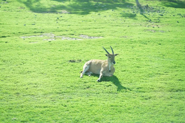 Beautiful Giant Eland Antelopes High Quality Photo — Stock Photo, Image