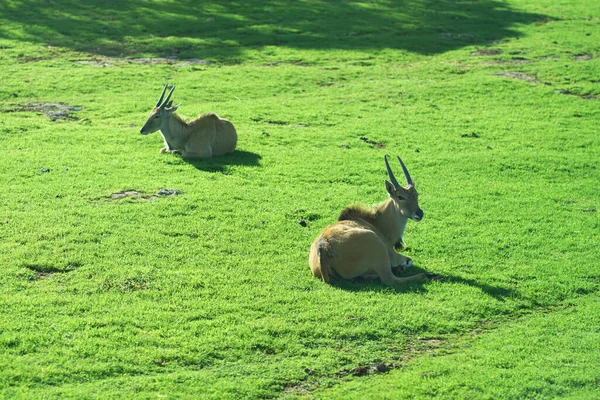 Beautiful Giant Eland Antelopes High Quality Photo — Stock Photo, Image