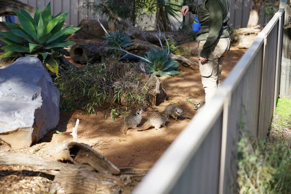 stock image Meerkats in zoo in Adelaide in Australia. High quality photo