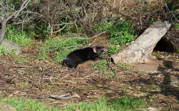 Diabeł Tasmański Tasmanii Australia Wysokiej Jakości Zdjęcie — Zdjęcie stockowe