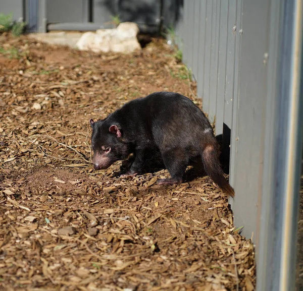 Tasmánský Ďábel Austrálii Kvalitní Fotografie — Stock fotografie