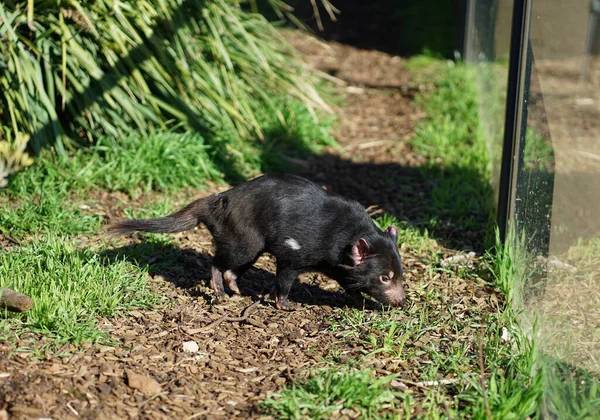 Diabeł Tasmański Tasmanii Australia Wysokiej Jakości Zdjęcie — Zdjęcie stockowe