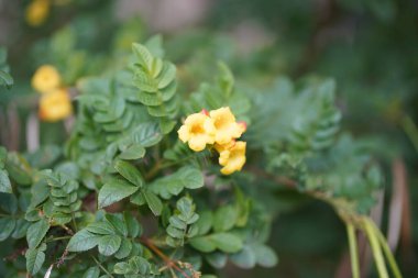 Yoğun tropikal yağmur ormanlarında sabah sisi, Sichuan, Çin. Yüksek kalite fotoğraf