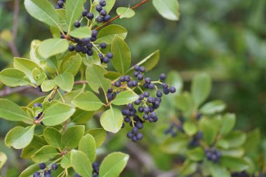 Yoğun tropikal yağmur ormanlarında sabah sisi, Sichuan, Çin. Yüksek kalite fotoğraf