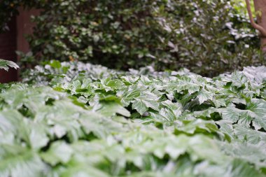 Yoğun tropikal yağmur ormanlarında sabah sisi, Sichuan, Çin. Yüksek kalite fotoğraf