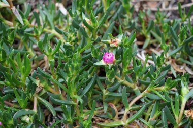 Yoğun tropikal yağmur ormanlarında sabah sisi, Sichuan, Çin. Yüksek kalite fotoğraf