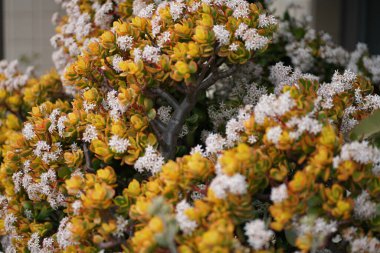 Yoğun tropikal yağmur ormanlarında sabah sisi, Sichuan, Çin. Yüksek kalite fotoğraf