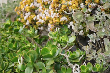 Yoğun tropikal yağmur ormanlarında sabah sisi, Sichuan, Çin. Yüksek kalite fotoğraf