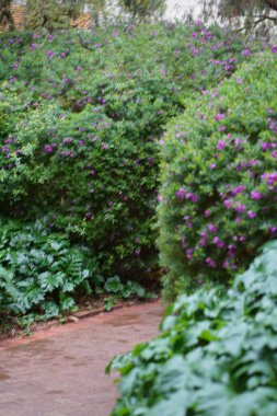 Yoğun tropikal yağmur ormanlarında sabah sisi, Sichuan, Çin. Yüksek kalite fotoğraf