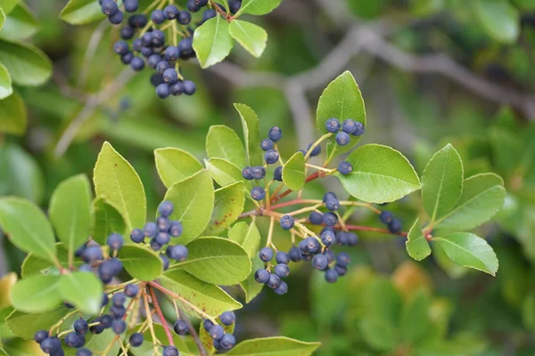 Yoğun tropikal yağmur ormanlarında sabah sisi, Sichuan, Çin. Yüksek kalite fotoğraf