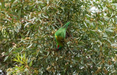 Victoria Avustralya 'da Misk Lorikeet. Yüksek kalite fotoğraf